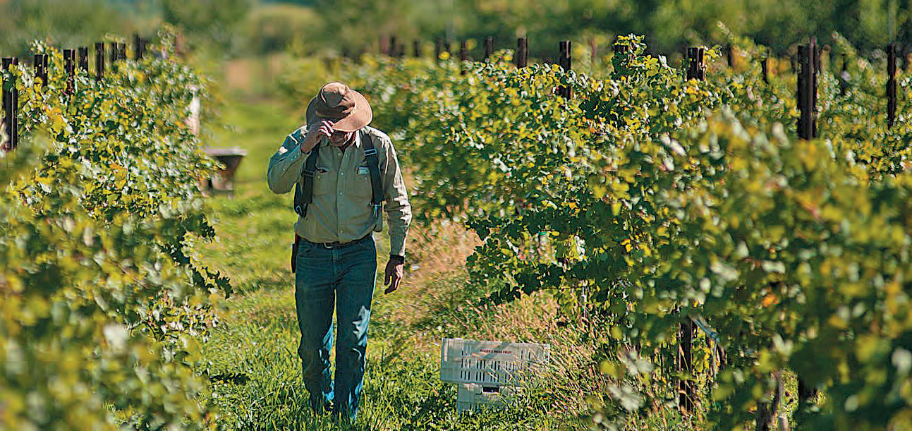 Working in the Vineyard